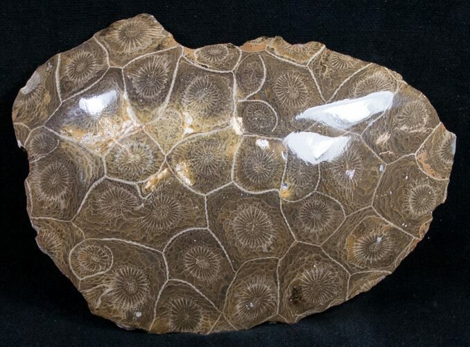 Polished Fossil Coral Head - Very Detailed #9335